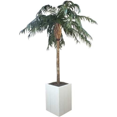 eenvoudig Botanist Bijna dood Palmboom in witte plantenbak huren | Ome Piet Verhuur